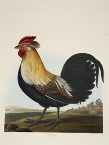 Gallo, Phasianus, de 