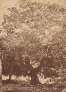 El nogal del emperador Carlos V, Yuste, 1858
