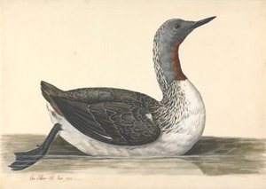 Un buzo de garganta roja, junio de 1742 de Charles Collins