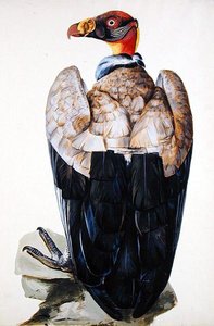 Un buitre de Charles Collins