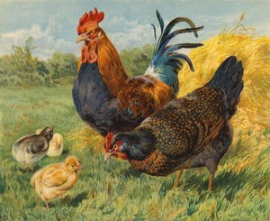Pollos de Charles Collins