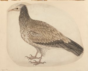 Alimoche de Charles Collins
