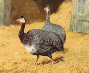 Gallina de Guinea de Charles Collins