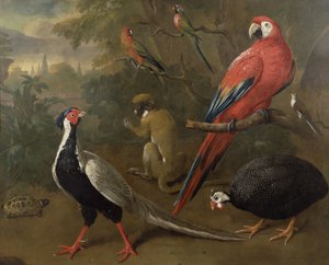 Faisán, guacamayo, mono, loros y tortuga