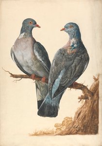 Dos palomas torcaces de Charles Collins
