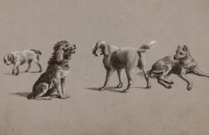 Estudios de perros