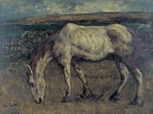 Viejo Caballo en el Páramo