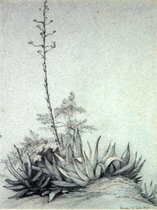 Yucca en flor de Charles Damour
