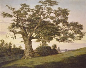 El Roble Charter de Charles de Wolf Brownell