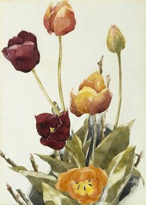 Tulipanes, 1933 de Charles Demuth