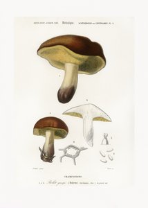 Seta (Boletus circinans) de Charles Dessalines D