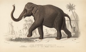 Elefante indio, del "Dictionnaire Universel d