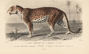 Leopardo, del "Dictionnaire Universel d