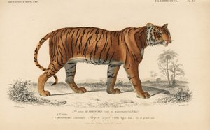 Tigre real, del "Dictionnaire Universel d