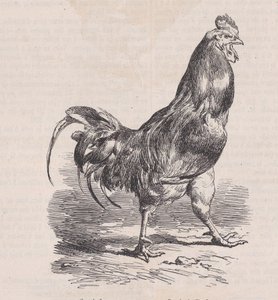 Gallo de granja, raza común, del Magasin Pittoresque, ca. 1852 de Charles Emile Jacque