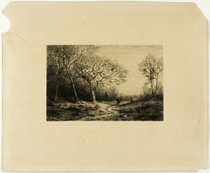 Borde de un bosque