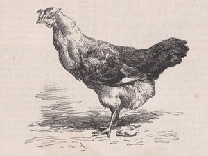 Gallina francesa ordinaria, mala ponedora, del Magasin Pittoresque, ca. 1852 de Charles Emile Jacque