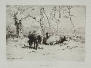Ovejas