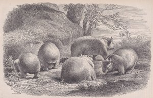 El Wombat, de Le Magasin Pittoresque, ca. 1852 de Charles Emile Jacque