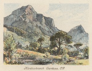 Sudáfrica: Jardines Kirstenbosch, CP (litografía en color)
