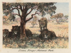 Sudáfrica: Leones, Parque Nacional Kruger (litografía en color)