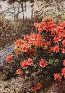 Un arbusto de Hardy Azalea (foto a color) de Charles Essenhigh Corke