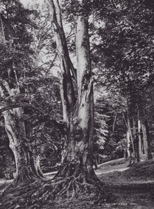 Un claro en el Parque Knole de Charles Essenhigh Corke