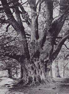 Rey Haya, Parque Knole (foto en blanco y negro)