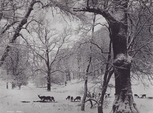 Parque Knole (foto en blanco y negro) de Charles Essenhigh Corke