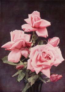 Rose Lady Ashtown (foto en color) de Charles Essenhigh Corke