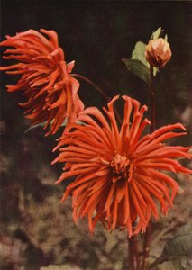 El Cactus Dahlia "Brisbane" (foto a color) de Charles Essenhigh Corke