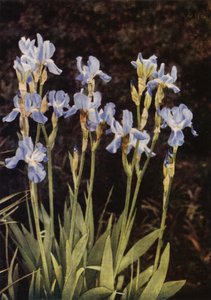 La bandera Iris (foto a color)