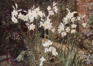 La Madonna Lily, Lilium blanco (foto a color)