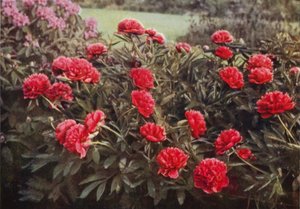 The Old Double Crimson Paeony (foto en color)