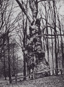 El Viejo Roble, Parque Knole (foto en b/n) de Charles Essenhigh Corke