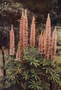 El lupino de color rosa (foto en color) de Charles Essenhigh Corke