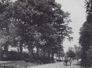 Los Siete Robles (foto en blanco y negro) de Charles Essenhigh Corke