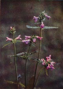 Flores silvestres: Betony (foto a color) de Charles Essenhigh Corke