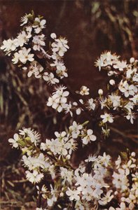 Flores silvestres: Endrino (foto a color) de Charles Essenhigh Corke