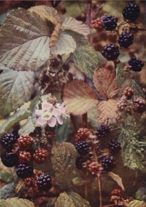 Flores silvestres: Zarzamora (foto color) de Charles Essenhigh Corke