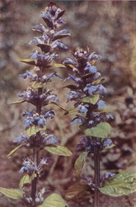 Flores silvestres: Corneta (foto color) de Charles Essenhigh Corke