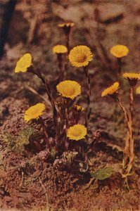 Flores silvestres: Coltsfoot (foto a color)