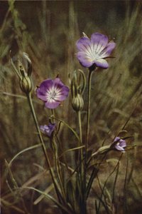 Flores silvestres: Maíz-berberecho (foto color) de Charles Essenhigh Corke