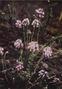Flores silvestres: brezo de hojas cruzadas (foto en color) de Charles Essenhigh Corke