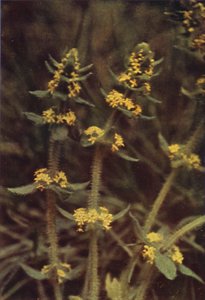 Flores silvestres: Cross-Wort (foto a color) de Charles Essenhigh Corke