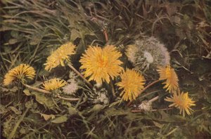 Flores silvestres: diente de león (foto a color) de Charles Essenhigh Corke