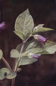 Flores silvestres: Deadly Nightshade (foto en color) de Charles Essenhigh Corke