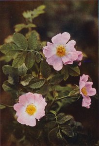 Flores silvestres: Dog Rose (foto a color)