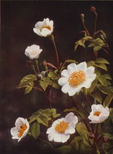 Flores silvestres: Field Rose (foto a color)