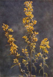 Flores silvestres: Golden Rod (foto a color)